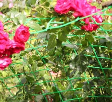 купить вьющиеся розы: Сетка пластиковая для плетистых роз и винограда. Садовые решетки — 2
