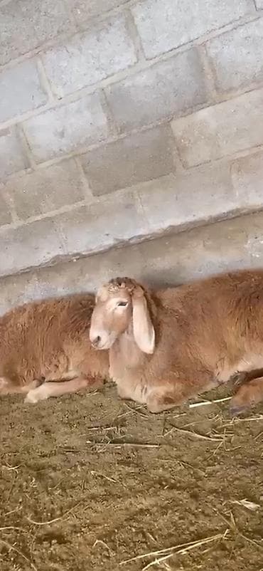 Животные: Ассаламу алейкум жамаат ургачы козулар сатылат 2,5 айдан 4 айга — 1