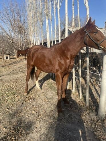 объявления о продаже собак: Продаю | Кобыла (самка) | Конный спорт — 1