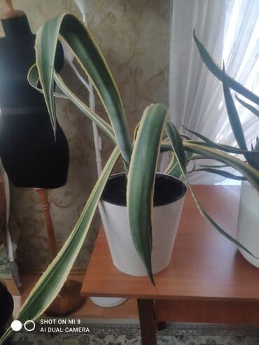 аквариум для форели: Продаю комнатное растение агава цена — 5