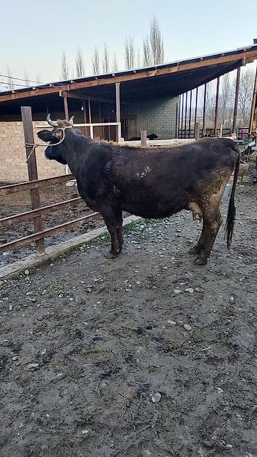 сколько стоит арабская лошадь: Продаю | Корова (самка) | Для разведения | Привязанные — 1