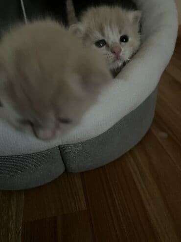 шотландская кошка цена: Скотиш Фолд (Шотландская вислоухая), 1 месяц, Девочка, Золотая шиншилла — 3