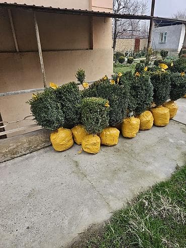 самшиты круглые: Предлагаются декоративные кустарники в горшках. Шаровидные Самшит и — 7