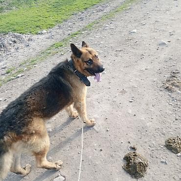 цены на собак: Немецкая овчарка, кобель. Крупный, крепкий костяк, правильные уши и — 2