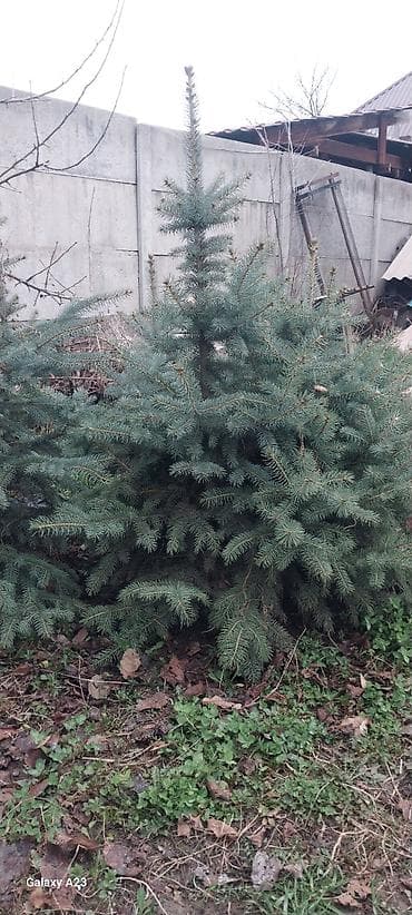 семена голубой ели купить: Очень срочно продаётся ель голубая (Picea pungens, Blue Spruce) — — 1