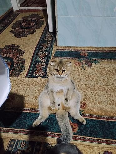 котята простые: Шотландские кошки (скоттиш-фолд и скоттиш-страйт) - Порода — 6