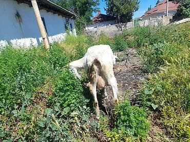 коза самец: Продаю | Коза (самка) | Для разведения — 3