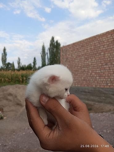 котят купить: 1 месяц, Мальчик, Белый, С прививками — 4