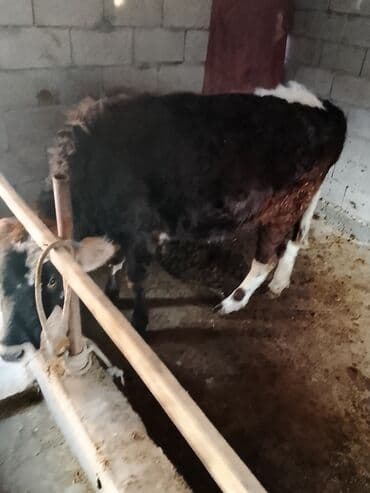 Продаю | Тёлка | Полукровка | Для молока | Привязанные