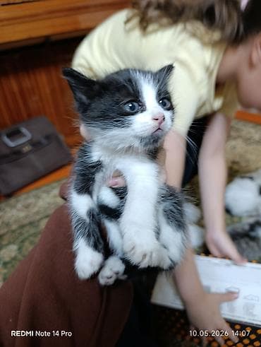 котята лысые: Котёнок, чёрно-белый, короткошёрстный. Окрас «смокинг»: белая — 1
