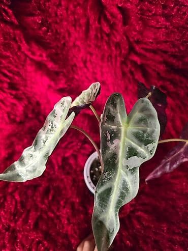 Ароидное комнатное растение Alocasia (вариететная форма)