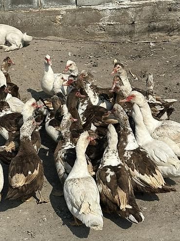 Ветеринар кызматы: Мускусные утки (индоутки) стадо. 24 головы все молодые Уже начали — 9