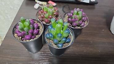 подонны: Комнатные растения в горшках. - Суккуленты, сансевиерия, алоэ — 10