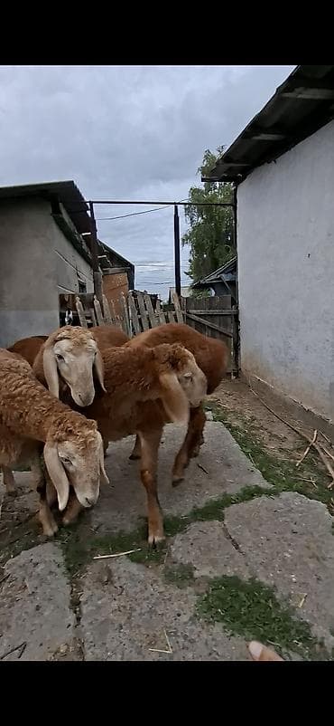 chow chow: Продаю | Овца (самка) | Эдильбаевская | Для разведения — 3