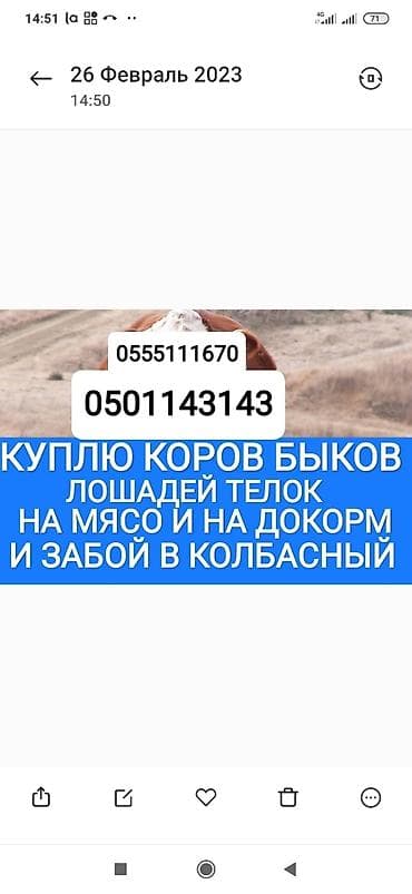 Колбасный цех : Коровы, быки, Лошади, кони, Другие с/х животные, | Круглосуточно, Любое состояние, Забитый