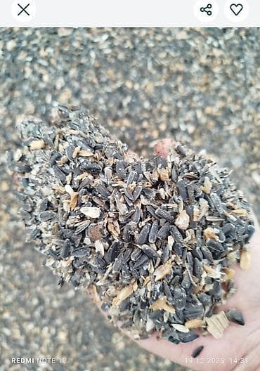 цыплята бролеры: Корма и компоненты для животноводства - Пшеница фуражная — чистое — 6