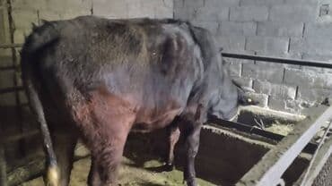 кыргыз добот ит: Сатам | Кунаажын | Бордоп семиртүү үчүн, Көбөйтүү үчүн, Сүт алуу үчүн | Бооз — 5