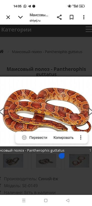 Змея Маисовый полоз (Pantherophis guttatus) - Вид: неядовитая змея