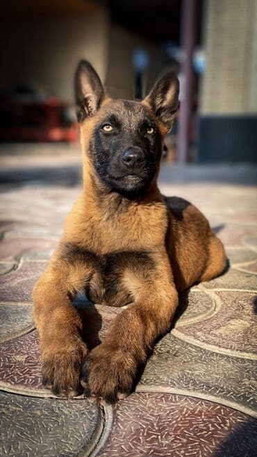 Бельгийская овчарка, 2 месяца, Самец, С прививкой, С родословной