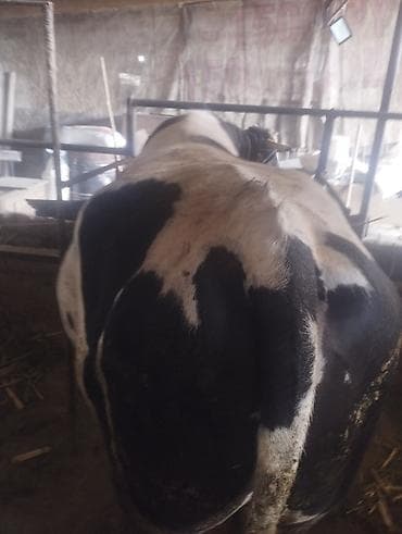 голштин парода: Продаю | Бык (самец) | Голштин | Для разведения | Племенные — 3