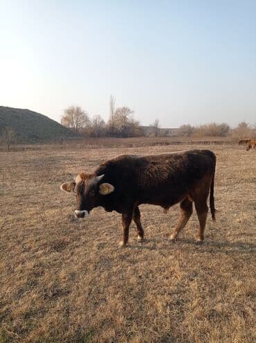 комбикорм для бройлеров: Продаю | Бык (самец) | Швицкая | На откорм — 3