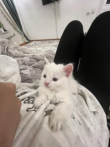 бархатные котята: Белоснежный котёнок с пушистой шерстью и розовым носиком. Компактный — 3