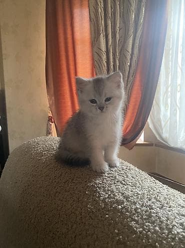 кошка с разными глазами: Готов к продаже котёнок шотландской вислоухой, окрас серебристая — 10