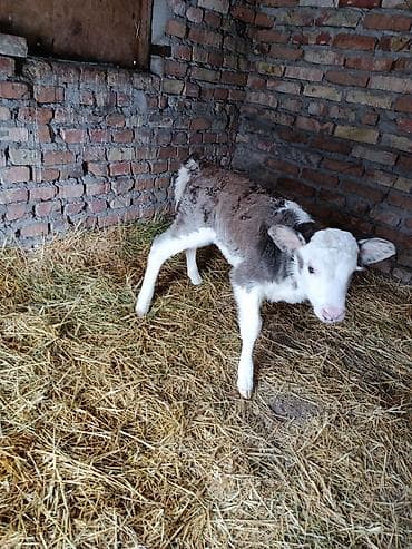 карово: Продаю | Тёлка, Музоо, торпок — 3