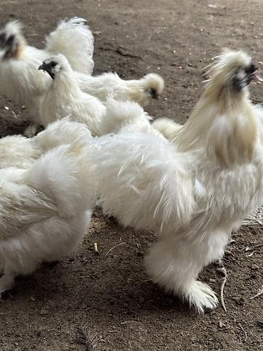 кара балта корова: Продаю | Куры, Петух — 2