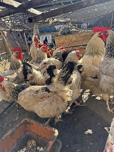 джерси: Продаю | Куры | Домашняя | Для разведения — 4