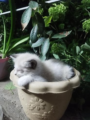 кошка: Котята Описание: в добрые руки отдам котят - Помёт из нескольких — 2