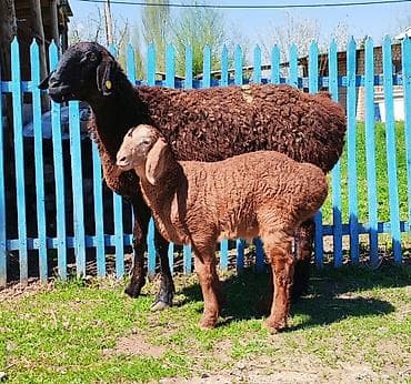 дом кошка: Продаю | Баран (самец) | Арашан | Для разведения | Племенные, Осеменитель — 5