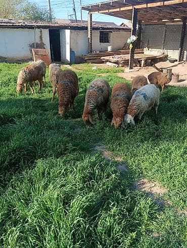 одежда для животных: Продаю | Овца (самка) — 2