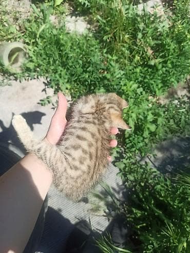 рыжий кот купить: Котёнок, мальчик ищет родителей — 2