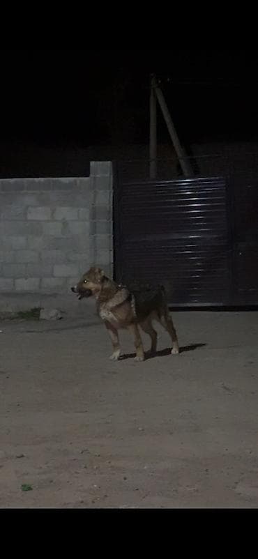 Үй жаныбарлары: Алабай, 3 айлык, Ургаачы, Эмделген — 5