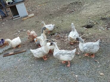 купить собаку немецкую овчарку: Ордок сатылат адрес ала тоо барын алсанар 1000 берем 9 штук — 2