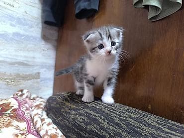 для кота: Продам котят !!! порода - скотиш фолд котята чистокровные, все — 10