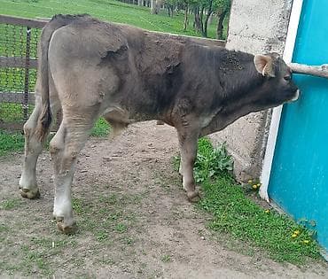 карова уй: Продаю | Бык (самец) | Швицкая | Для разведения | Искусственник — 3