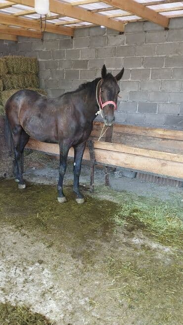 Продаю лошадей