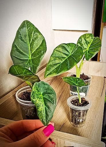 Алоказия Регал Шилдс Аурея (Regal Shilds Aura) подростки 2500 сом