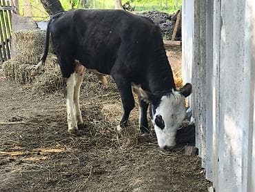 английская чистокровная: Продаю | Бык (самец) | Полукровка | На откорм | Привязанные — 3