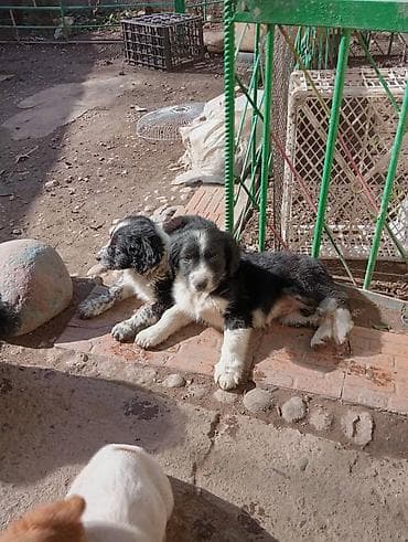 german shepherd: Отдам кутят в добрые руки. Мама-спаниель.Отец Дворняжка — 1