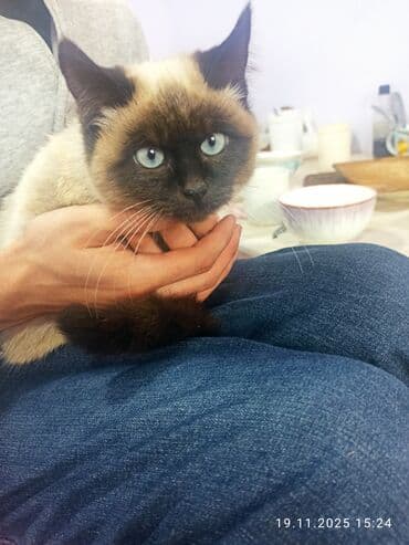 короткошерстная британская кошка: Сиамская, 4 месяца, Мальчик — 2