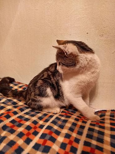 тазы собака: Мышык бекер берилет: Породасыз, 7 айлык, Эркек, Лотокко барууга үйрөтүлгөн, Курттардан тазаланган — 6