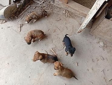 щенки ягдтерьера: Щенки помеси (метисы), помет из 5 малышей. Окрас преимущественно рыжий — 4