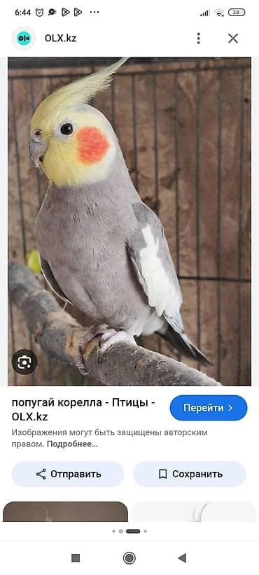 Корелла (нимфа) — декоративный попугай средних размеров. Особенности