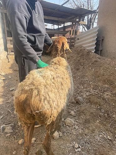 кочко: Продаю | Овца (самка), Ягненок | Для разведения | Матка — 4