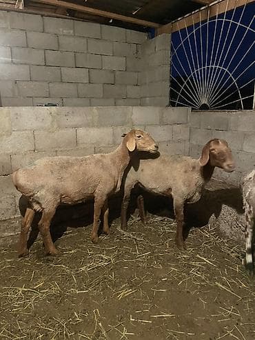 Продаю | Овца (самка) | Для разведения | Племенные