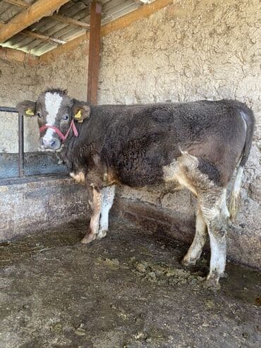 СРОЧНО ‼️ МАЛЧЫ КЕРЕК
АЙЛЫК АКЫСЫ ЖАКШЫ