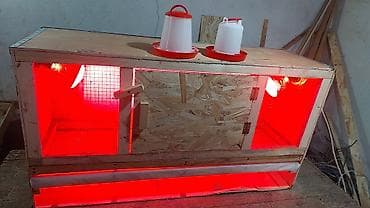 инкубатор норма парк: Универсальный Брудер, ясли для цыплят. сураныч, бар же жок экенсин — 7